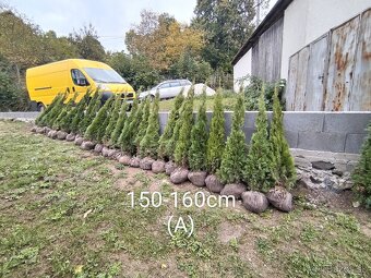 Tuja Smaragd, vavrínovec, červienka - Tvrdošín - 16