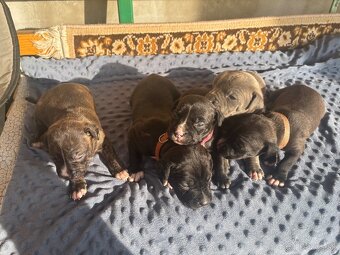 Americký stafordsirsky terier, Stafford, amstaf - 16