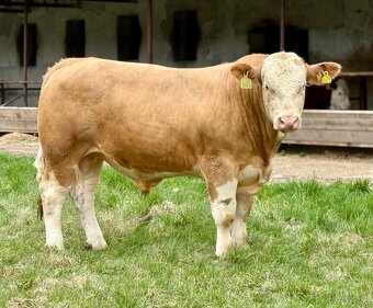 Plemenné býky - 16