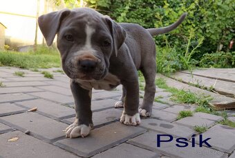 Americký stafordsirsky terier, american bully XL - 16
