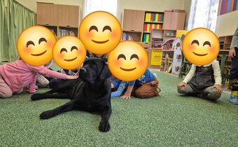 Labrador retriever - šteniatka - 16