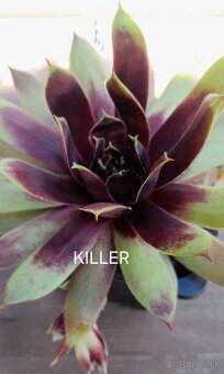 Skalné ruže - sempervivum - 16