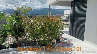 Tuja Smaragd, vavrínovec, červienka, gaštan - Dolný Kubín - 16