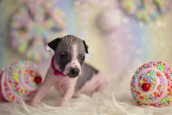 Americký bezsrstý teriér s PP FCI - 16