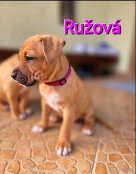 Americký stafordširský teriér - 16