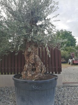 Olivovnik bonsai - 16