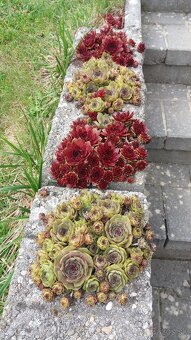 KYBLE,VEDRA,Bandasky - 16