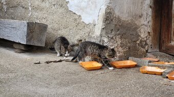 Darujem mačiatká - 16