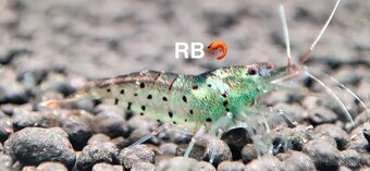 Krevetky Neocaridina, Caridina, Raciky, Raky a Akva Machy - 16