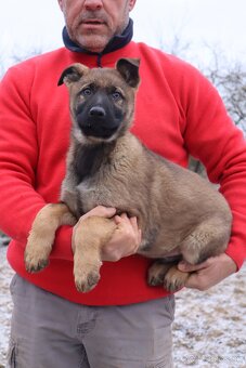 Nemecký ovčiak šteniatka s PP WORK line - 16