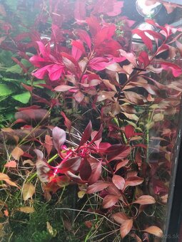 Predam rastliny do akvaria - 16