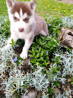 Sibirsky husky hasky - 16