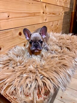 Francúzsky buldoček s PP - 16