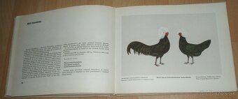 Atlas plemien hydiny - 16