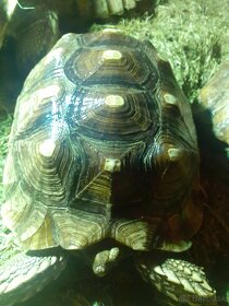 Želvy ostruhaté sulkata - 16