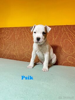 Americky Stafordšírský Terier šteniatka s PP - 16