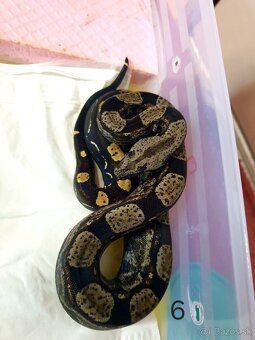 Veľhad královský - 16