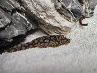 Pleco, Hypancistrus, Ancistrus long fin, sumce - 16