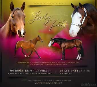 Bay hřebec American Quarter Horse, reining původ, matka s PE - 16