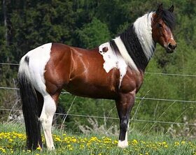 Rezervovaný - American Paint horse - 16