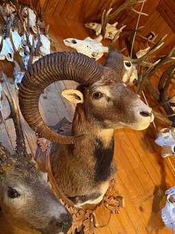 Poľovnícke trofeje - 16