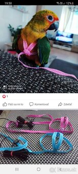 Traky pre papagáje, kšíry, popruhy - 16