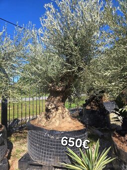 Mrazuvzdorne Olivovníky - 16