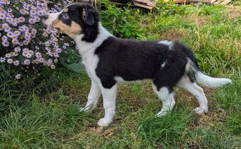 Border kolia tricolor - 16