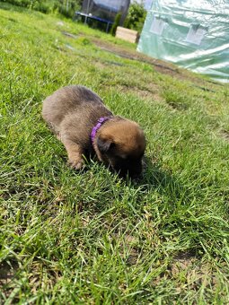 Belgický ovčiak Malinois / Nemecký ovčiak - 16