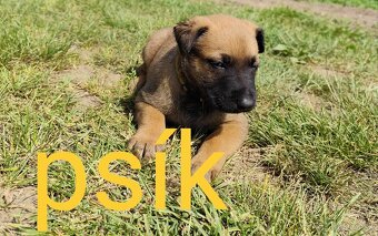 Belgický ovčiak Malinois / Nemecký ovčiak - 16