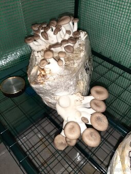 Hliva,Shitake,Maitake,Koralovec a iné - 16