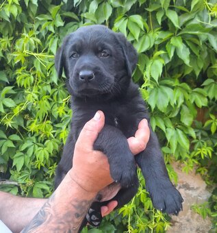 Šteniatka labrador x NO - 16
