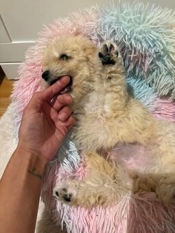 Maltipoo beige - 16