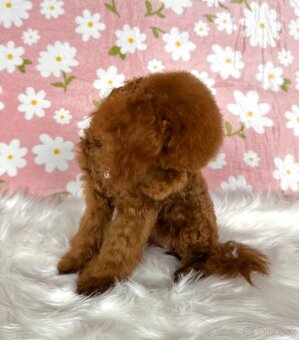 Pudel toy/trpasličí - pudlík - poodle red apricot - 16