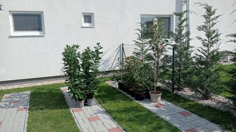 Tuja Smaragd, vavrínovec, červienka - Prešov - 16