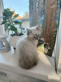 Kocúr ragdoll na krytie - 16