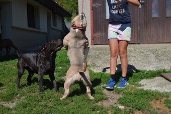 American bully pocket / shar pei (odber 14.11) - 16
