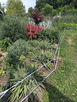 Realizácie záhrad,rez ovocných stromov a drevín - 16