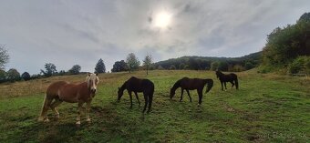 Pastvinové ustajnenie - 16