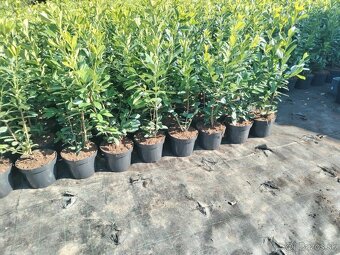 Tuja Smaragd, vavrínovec, červienka, gaštan - Žilina - 16