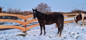 Pripúšťanie American Quarter Horse - 16