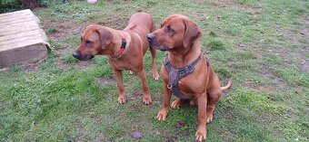 Rhodesian ridgeback - 16