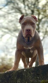 American Bully XL (Pitbull XXL) - 16