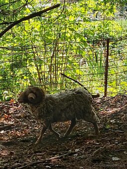 Holandska mini koza a baran Quessant - 16