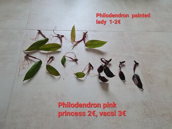 Monstera thai constellation - 16