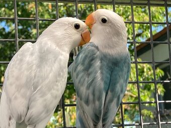 Agapornis fischeri - 16