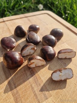 Gaštany Jedle BIO zaručene - 16