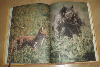 Povídání s liškou - 16