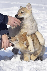 šteniatka československy vlčiak - 16