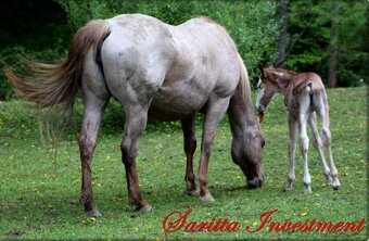 AMERICAN PAINT HORSE - 16